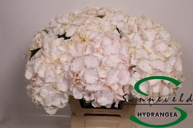 <h4>Hydrangea sweet verena</h4>