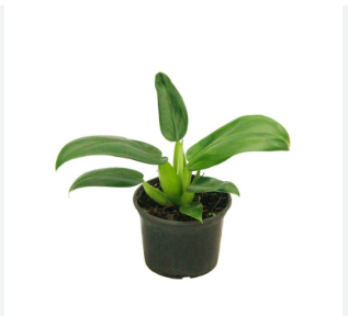 PHILODENDRON PACOVA P19