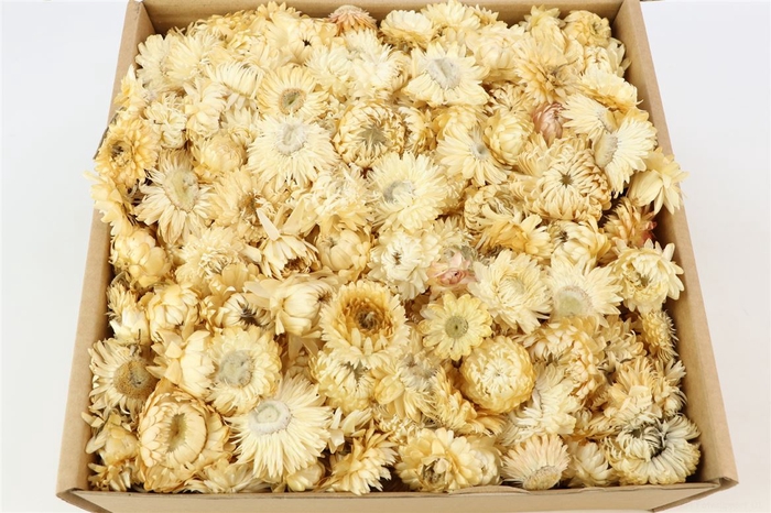 Box Helichrysum Heads L25
