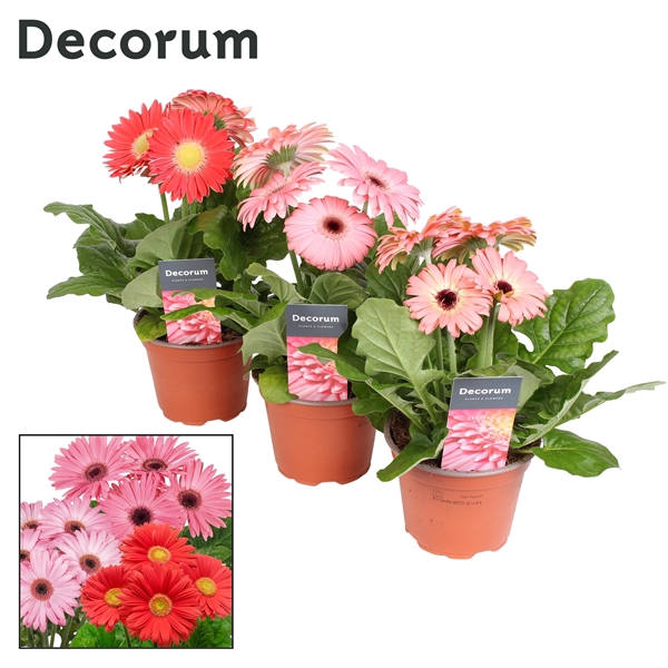 Gerbera 2+ bl. 12cm roze in hoes (diverse kleurtinten) Decorum