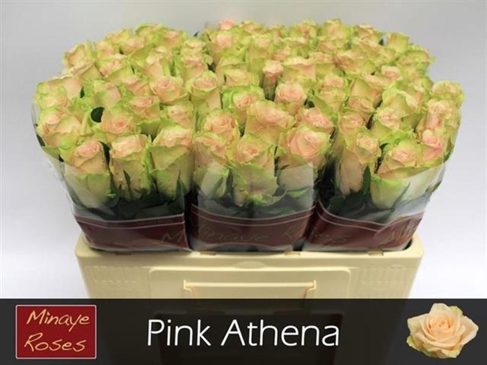<h4>Rs gr Pink Athena</h4>