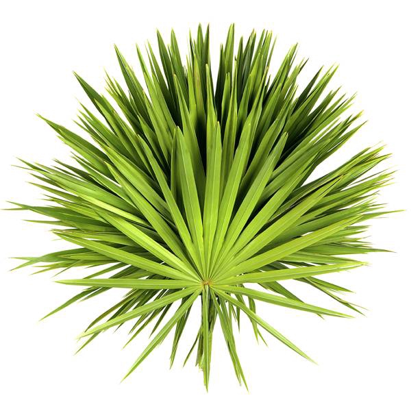 <h4>Cane Palm 70cm</h4>
