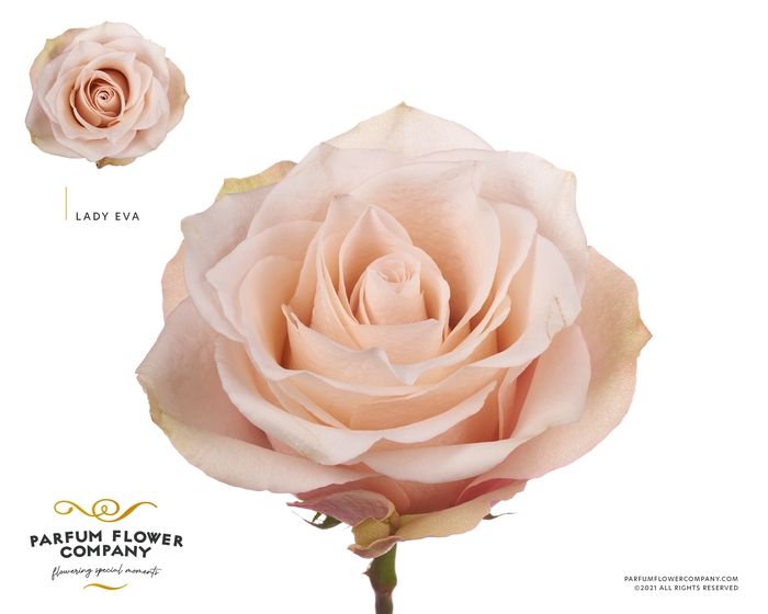 <h4>Rosa Premium Lady Eva</h4>