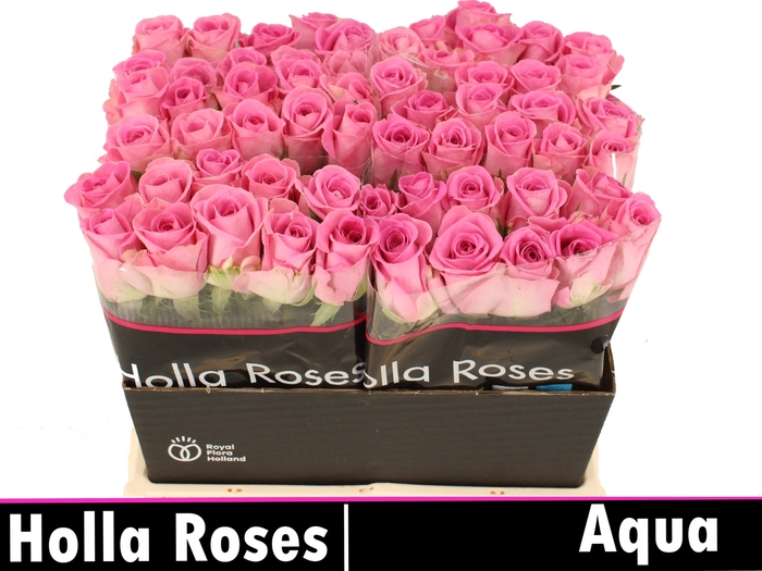 <h4>Rosa la aqua!</h4>