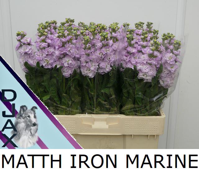 <h4>MATTH IRON MARINE</h4>