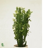 Euphorbia Trigona groen