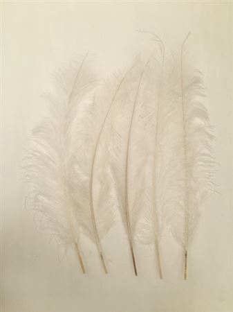 Basic Ostrich Feathers 5pcs Bleached