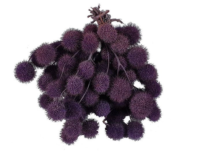 <h4>Small ball per bunch in poly frosted milka</h4>