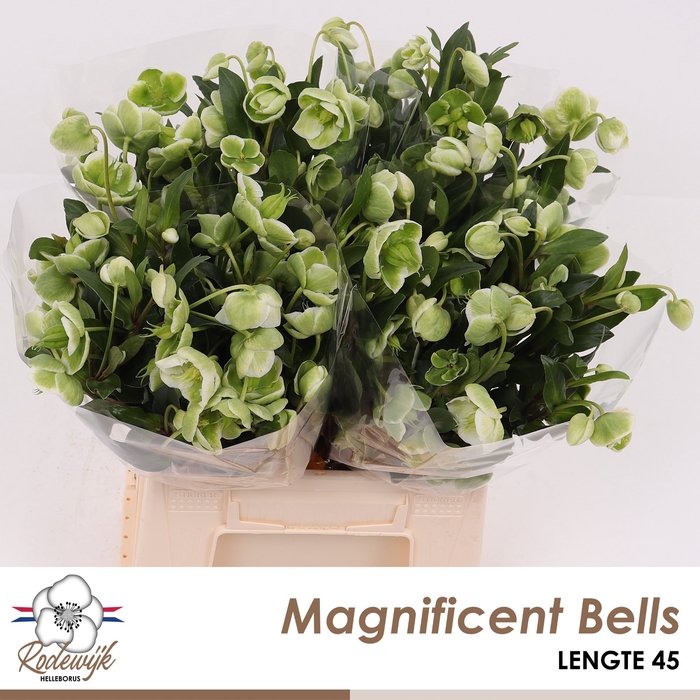 <h4>HELL  MAGNIFIC BELLS</h4>
