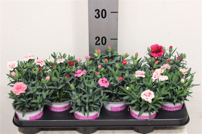 <h4>Dianthus Mixtray</h4>