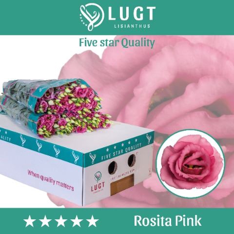 <h4>Lis G Rosita Pink</h4>