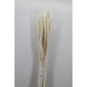 DRIED BABALA 15PC BLEACHED BUNCH