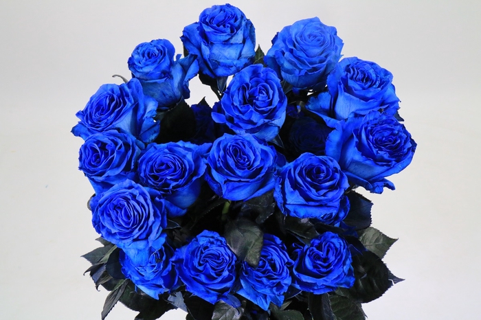 <h4>Rosa Ec Painted Blue</h4>