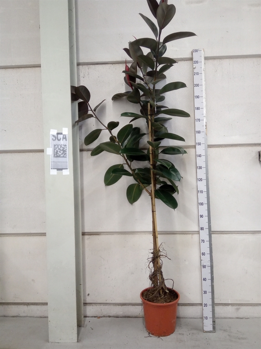 <h4>Ficus elastica 'Abidjan'</h4>