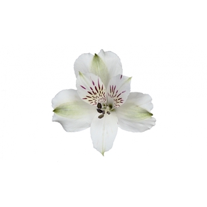 Alstroemeria blanca fancy