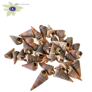 Shell Cone 1 kg in poly