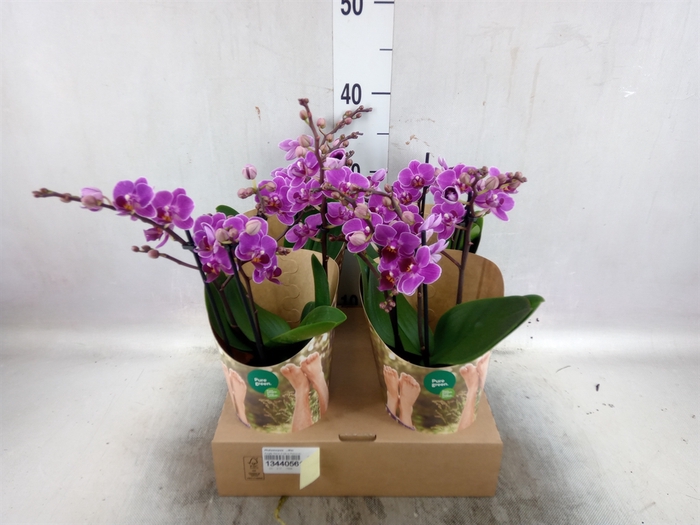 Phalaenopsis   ...lilac