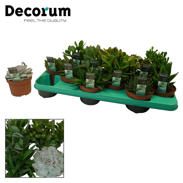<h4>Succulenten mix 12 Soorten (Decorum)</h4>
