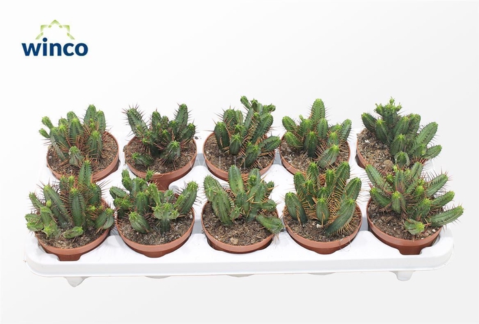 <h4>Euphorbia Enopla</h4>
