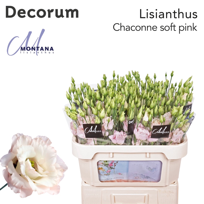 <h4>Lisianthus Chaconne soft pink 70cm</h4>