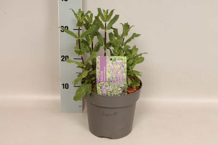vaste planten 19 cm  Salvia nem.'Ostfriesland'