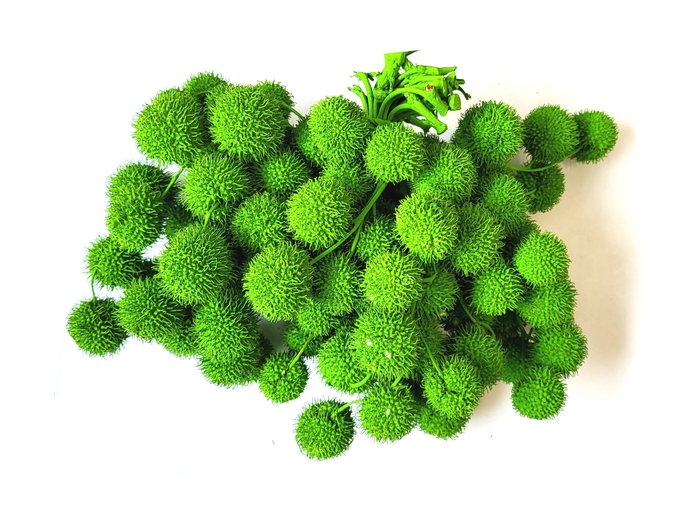 <h4>Small ball per bunch in poly green</h4>