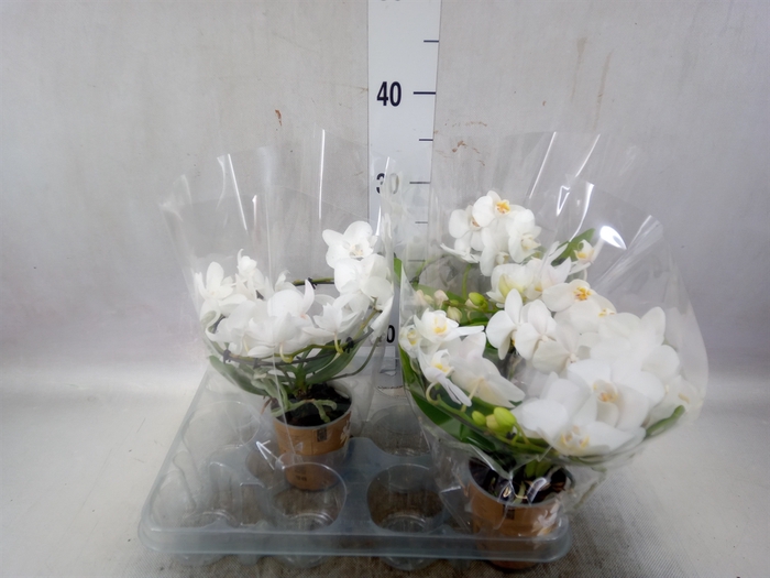 <h4>Phalaenopsis multi.   ...white</h4>