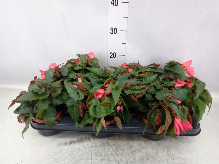 <h4>Begonia tuber. 'Tenella F1 Pink'</h4>