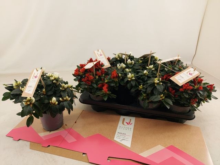 <h4>Rhododendron (Sim. Hellmut Vogel ge</h4>