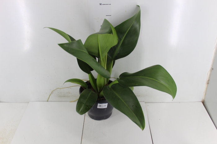 <h4>PHILODENDRON PACOVA P20</h4>