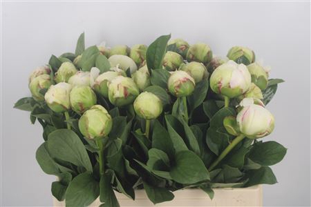 <h4>Paeonia L Bridal Shower Extra</h4>