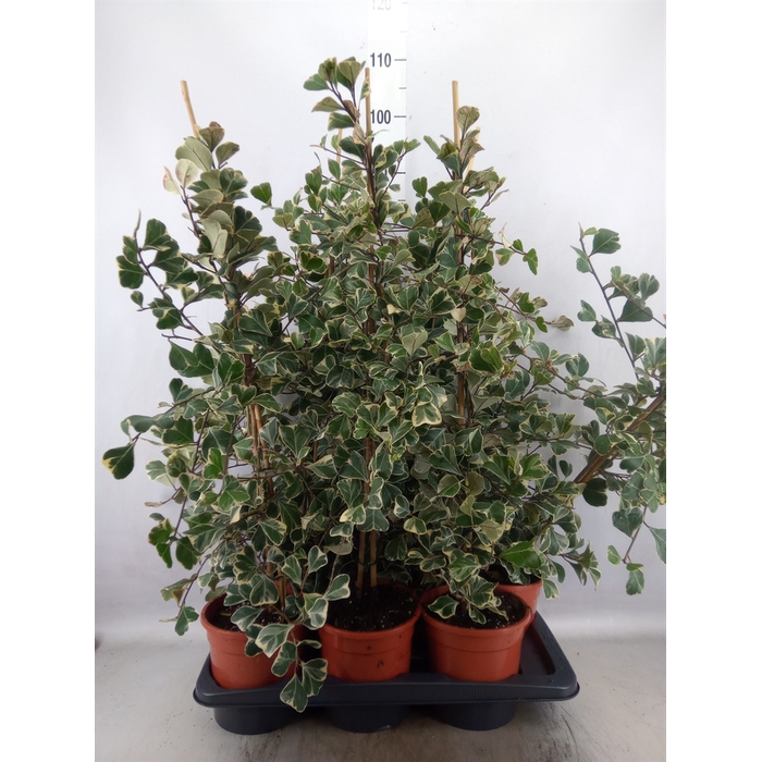 <h4>Ficus triangularis 'Sweetheart'</h4>