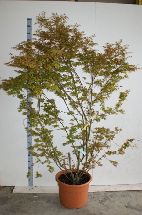 <h4>Acer palmatum</h4>