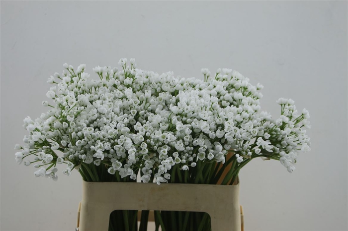 <h4>Allium Flocon 55cm</h4>
