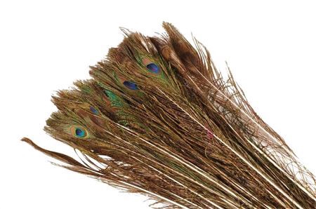 Feather Peacock Naturel Pst L70-80