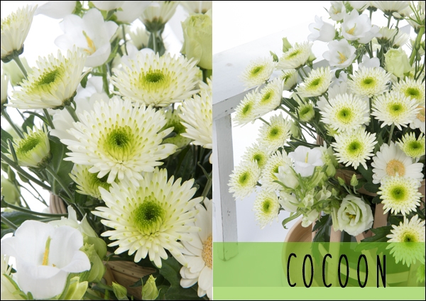 Chrysanthemum spray cocoon blanca