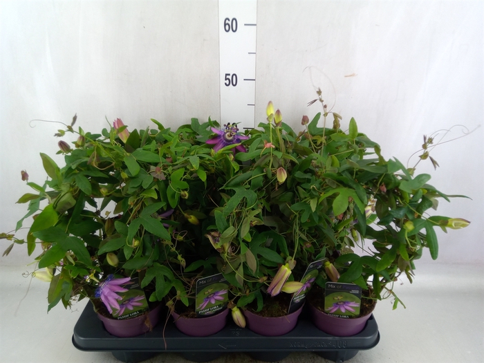 <h4>Passiflora  'Amethyst Beauty'</h4>