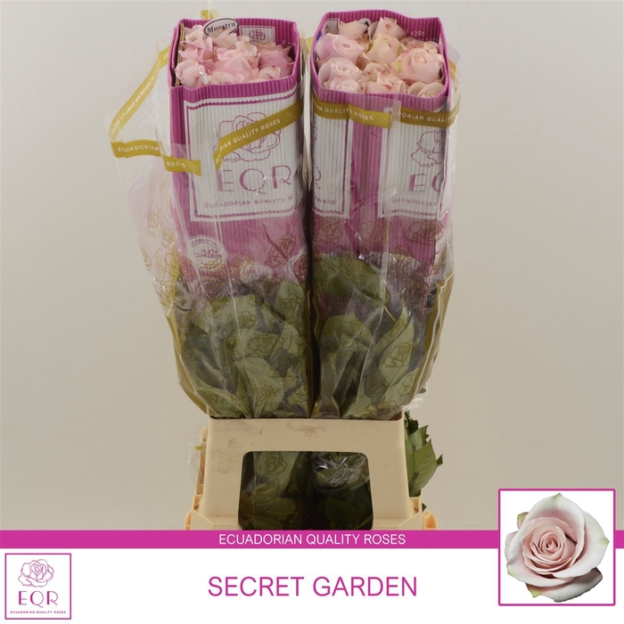 <h4>Rosa gr Secret Garden!</h4>