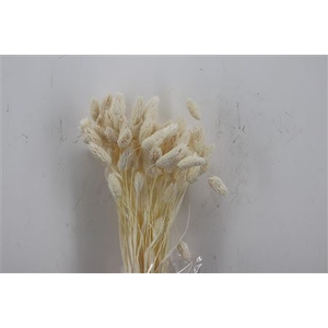 DRIED PHALARIS BLEACHED 100GR POLY