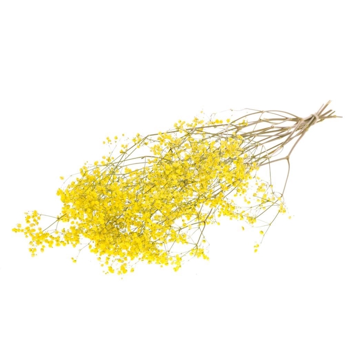 <h4>Gypsophila yellow</h4>