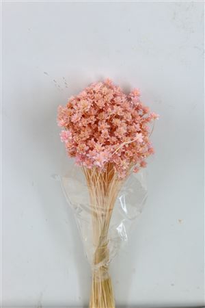 <h4>Pres Hill Flower L Pink Bunch</h4>