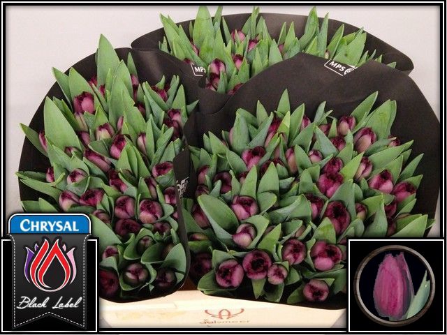 <h4>Tulipa fr curly sue</h4>