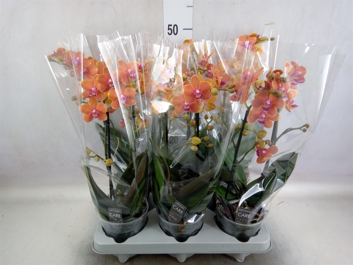 <h4>Phalaenopsis multi. 'Paprika'</h4>