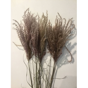 DRIED FLOWERS - FLUFFY REED GRASS NATURAL PINK