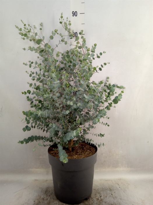 <h4>Eucalyptus gunnii 'Azura'</h4>