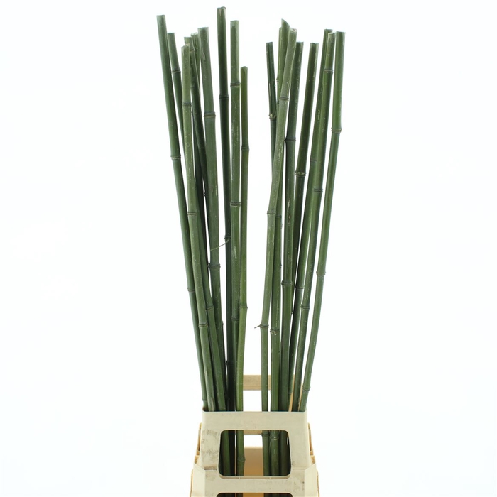 <h4>Bamboe Stok 115 Cm</h4>
