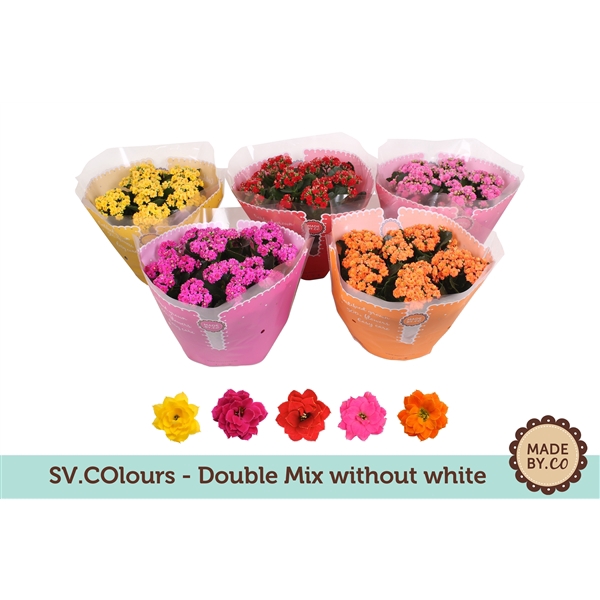 <h4>Kalanchoë Double Mix in SV.COloursleeve - without white</h4>