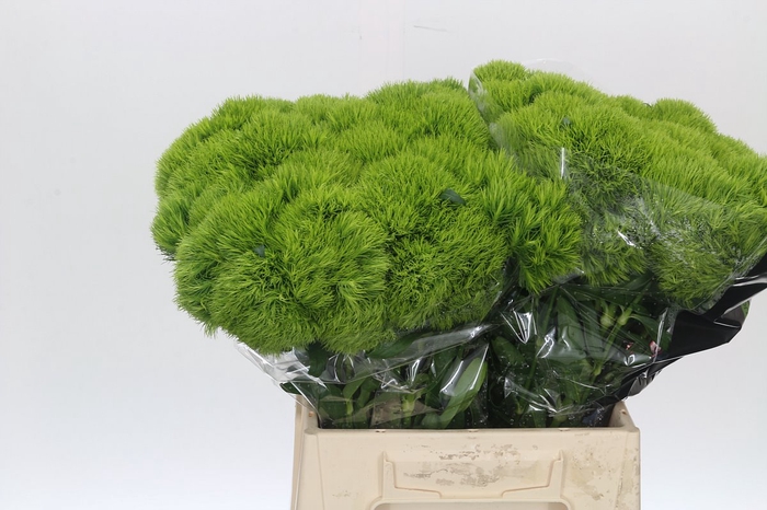 <h4>Dianthus br green queen</h4>