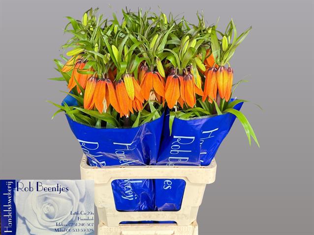 <h4>Fritillaria orange beauty</h4>