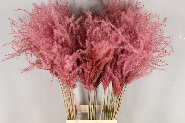 Dried miscanthus paint light pink